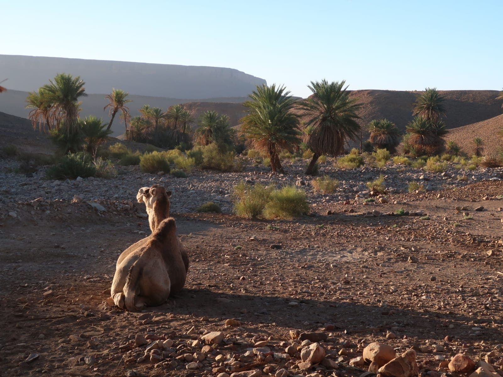 Sahara Desert Moment 44