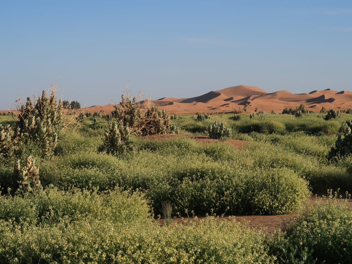 Sahara Desert Moment 52